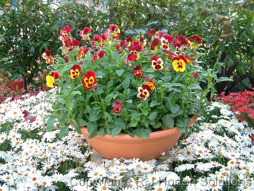 Pansies Tuscan bowl 